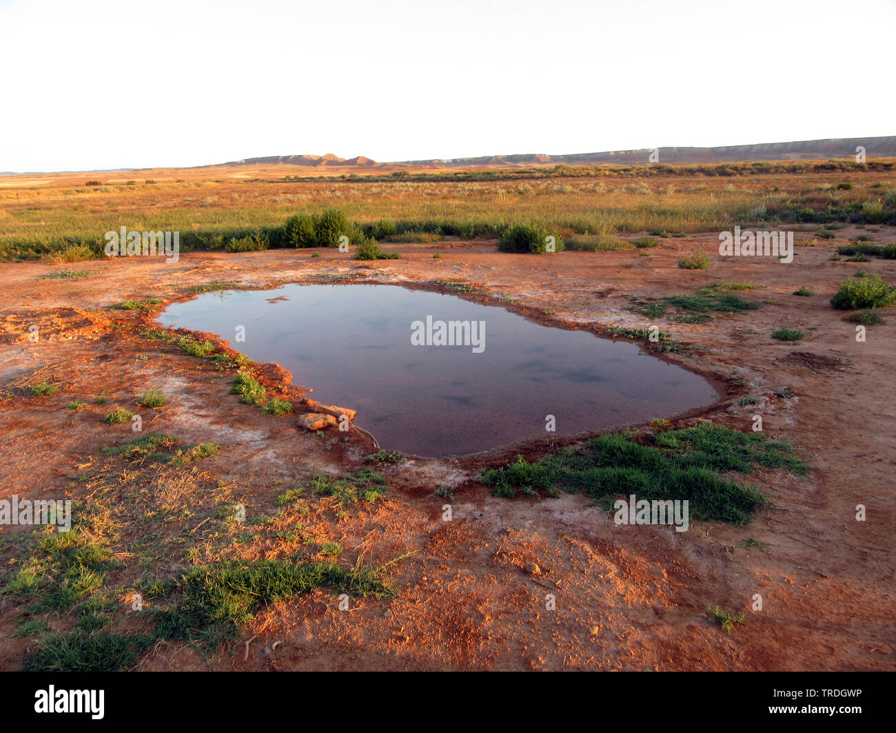 Pintailed sandgrouse (Pterocles alchata), Sandgrouse trinken Pool, Spanien, Planeron, Belchite Stockfoto