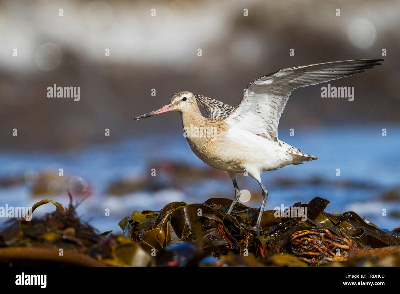 Bar-tailed godwit (Limosa lapponica), Deutschland Stockfoto