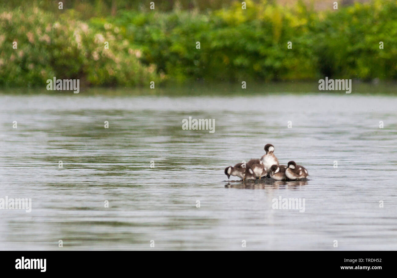 Der barrow Schellente (bucephala Islandica), Entenküken hocken auf einem Stein im Wasser, Island Stockfoto