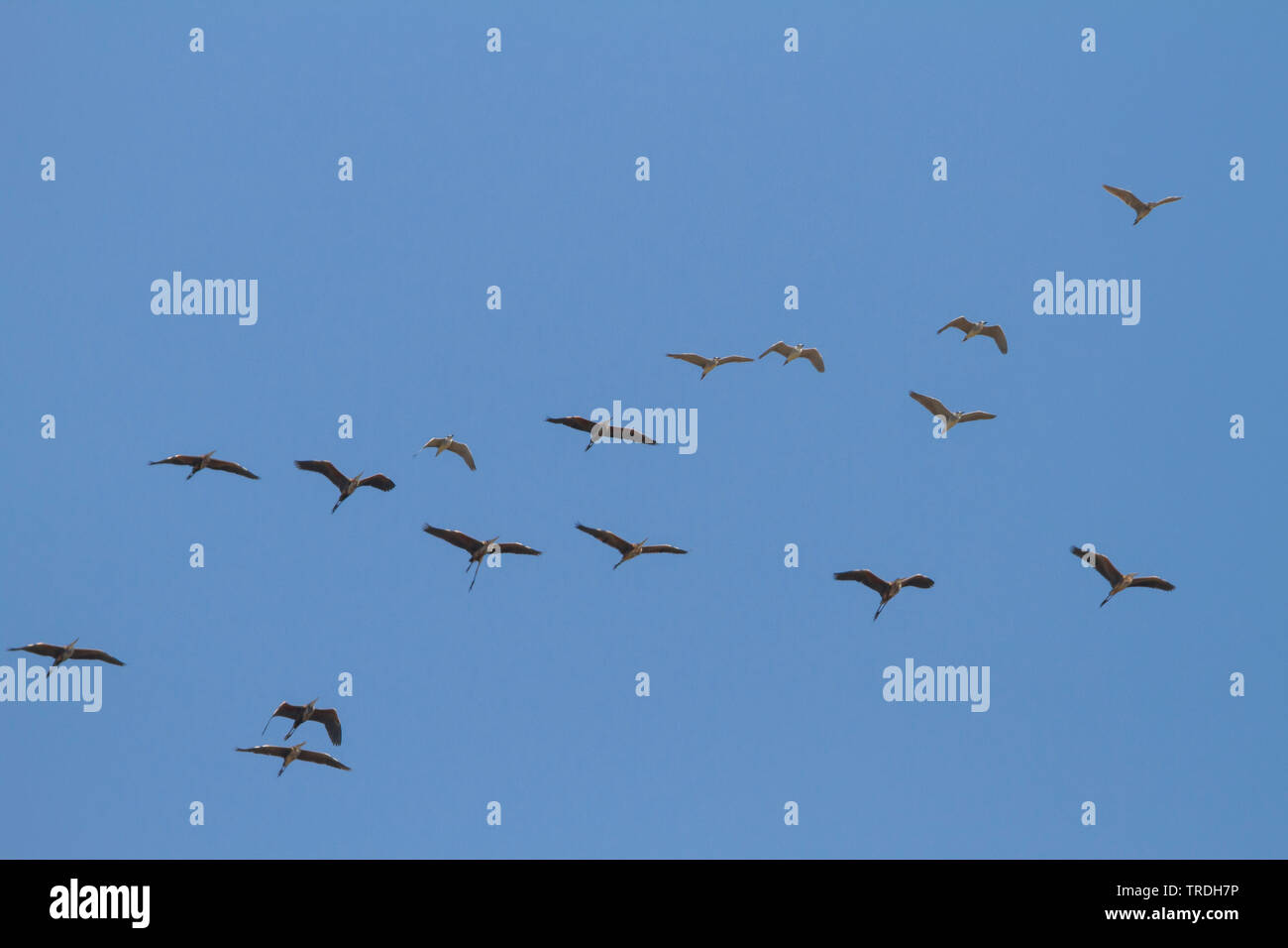 Schwarz - gekrönte Nachtreiher (Nycticorax nycticorax), Schwarz - gekrönte Nacht Reiher mit Lila Reiher Migration über Zypern, Zypern Stockfoto
