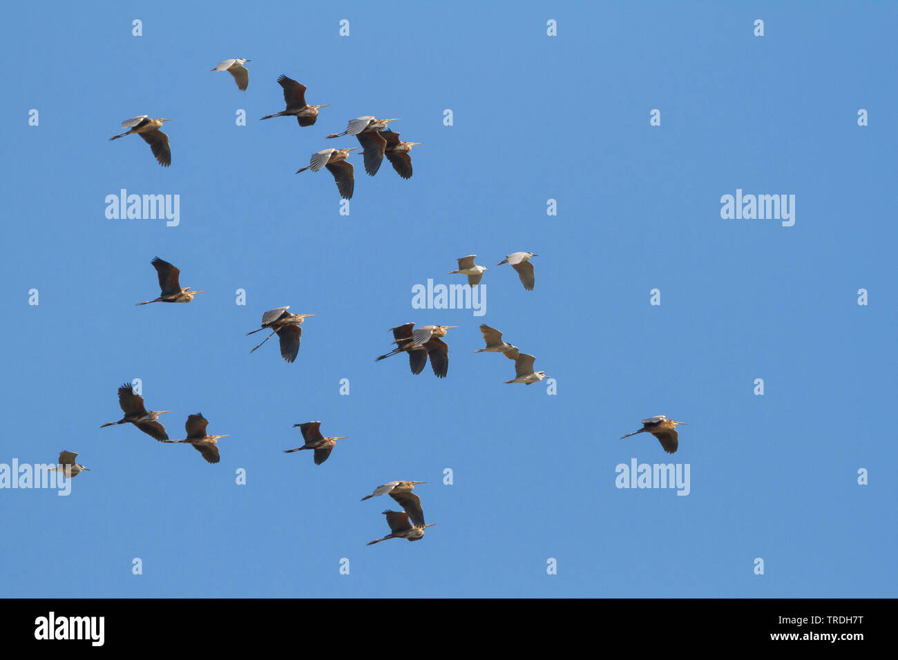 Schwarz - gekrönte Nachtreiher (Nycticorax nycticorax), Schwarz - gekrönte Nacht Reiher mit Lila Reiher Migration über Zypern, Zypern Stockfoto