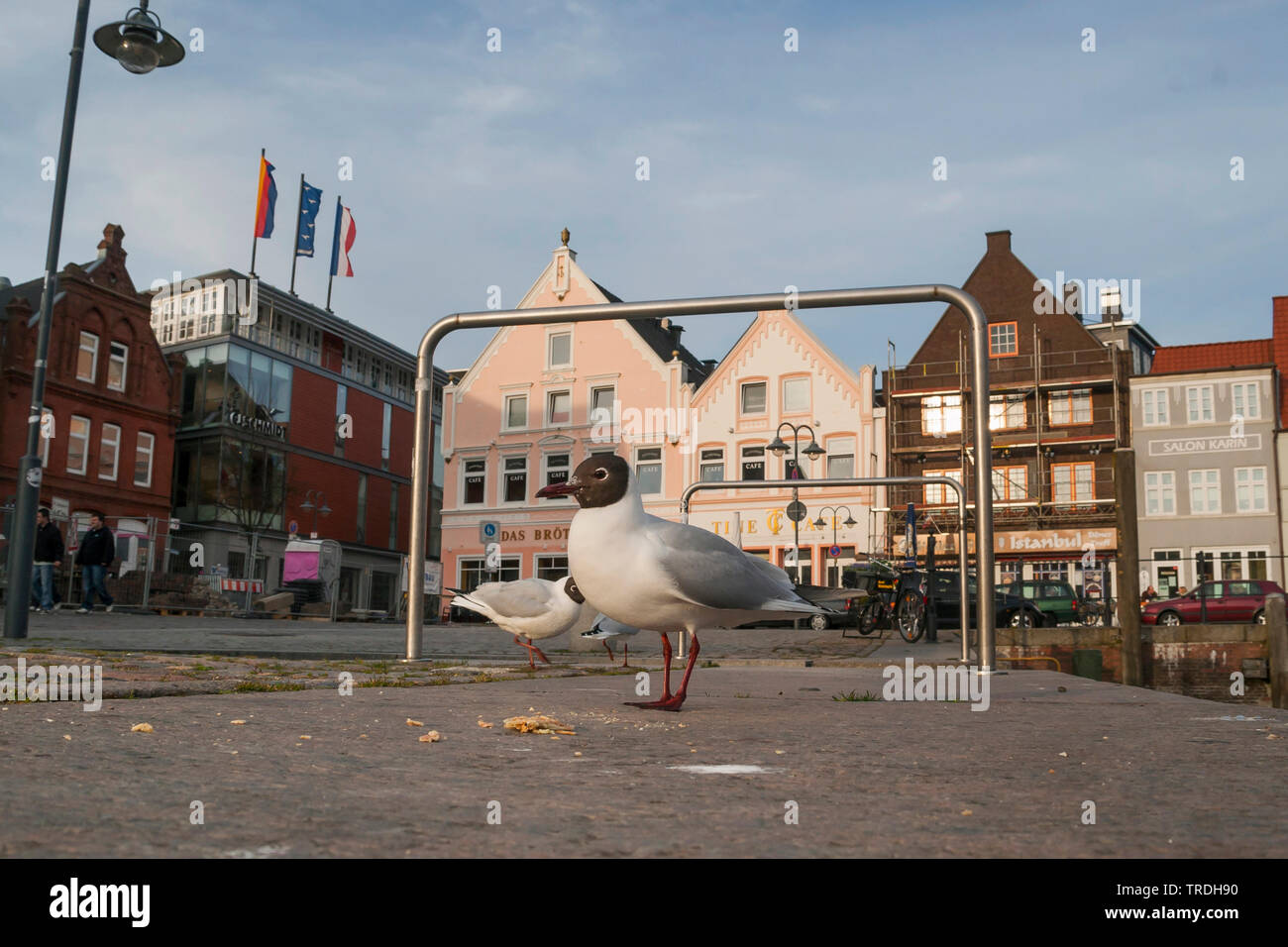 Lachmöwe (Larus ridibundus, Chroicocephalus ridibundus), im Zentrum der Stadt stehen und suche Essen, Deutschland Stockfoto