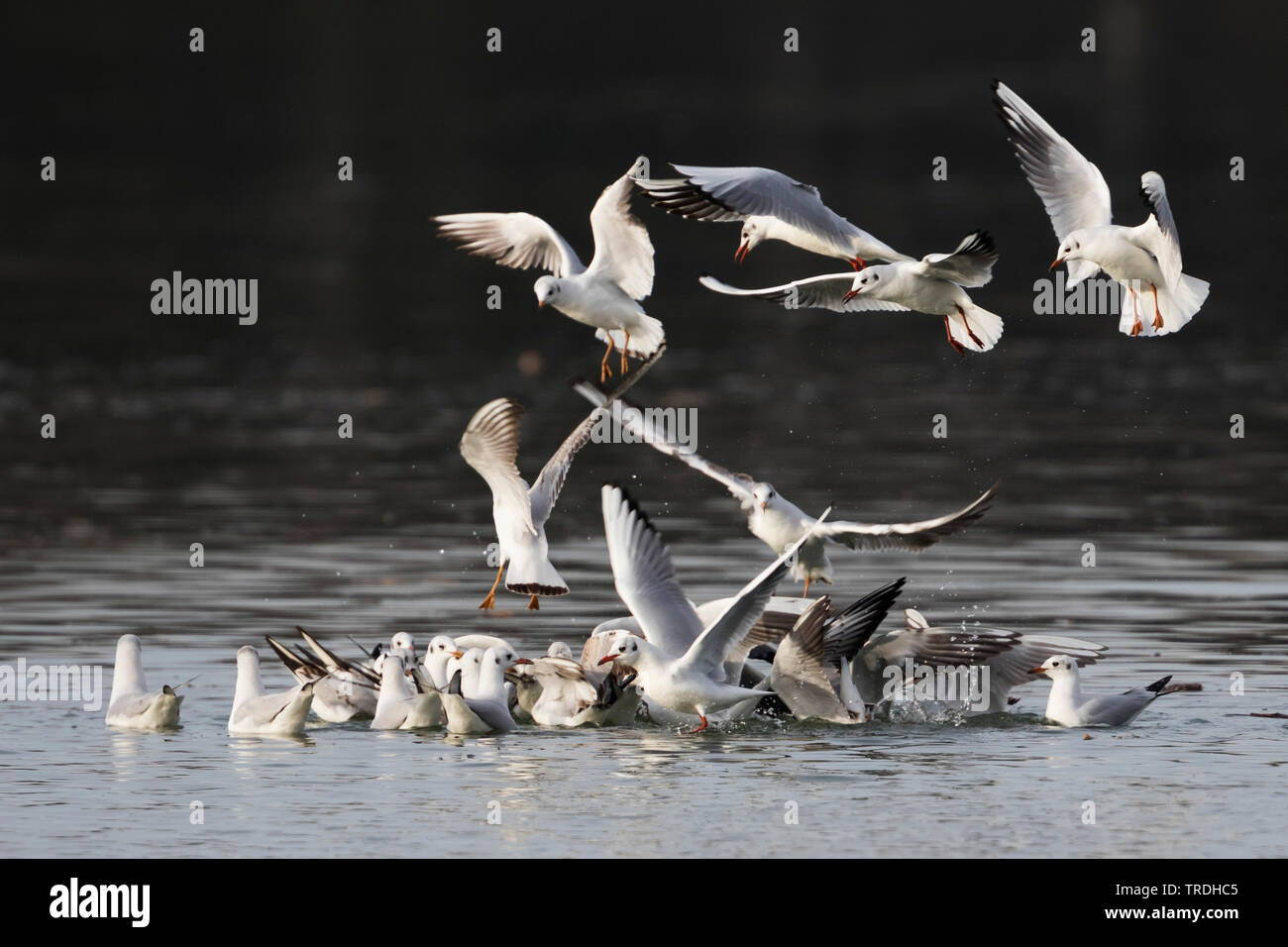 Lachmöwe (Larus ridibundus, Chroicocephalus ridibundus), kämpfen für Essen, Deutschland Stockfoto