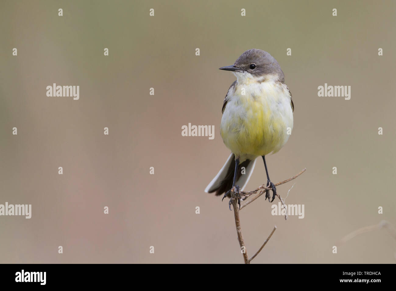 Black-headed Bachstelze (Motacilla feldegg, Motacilla flava feldegg), erwachsene Frau, Kasachstan Stockfoto