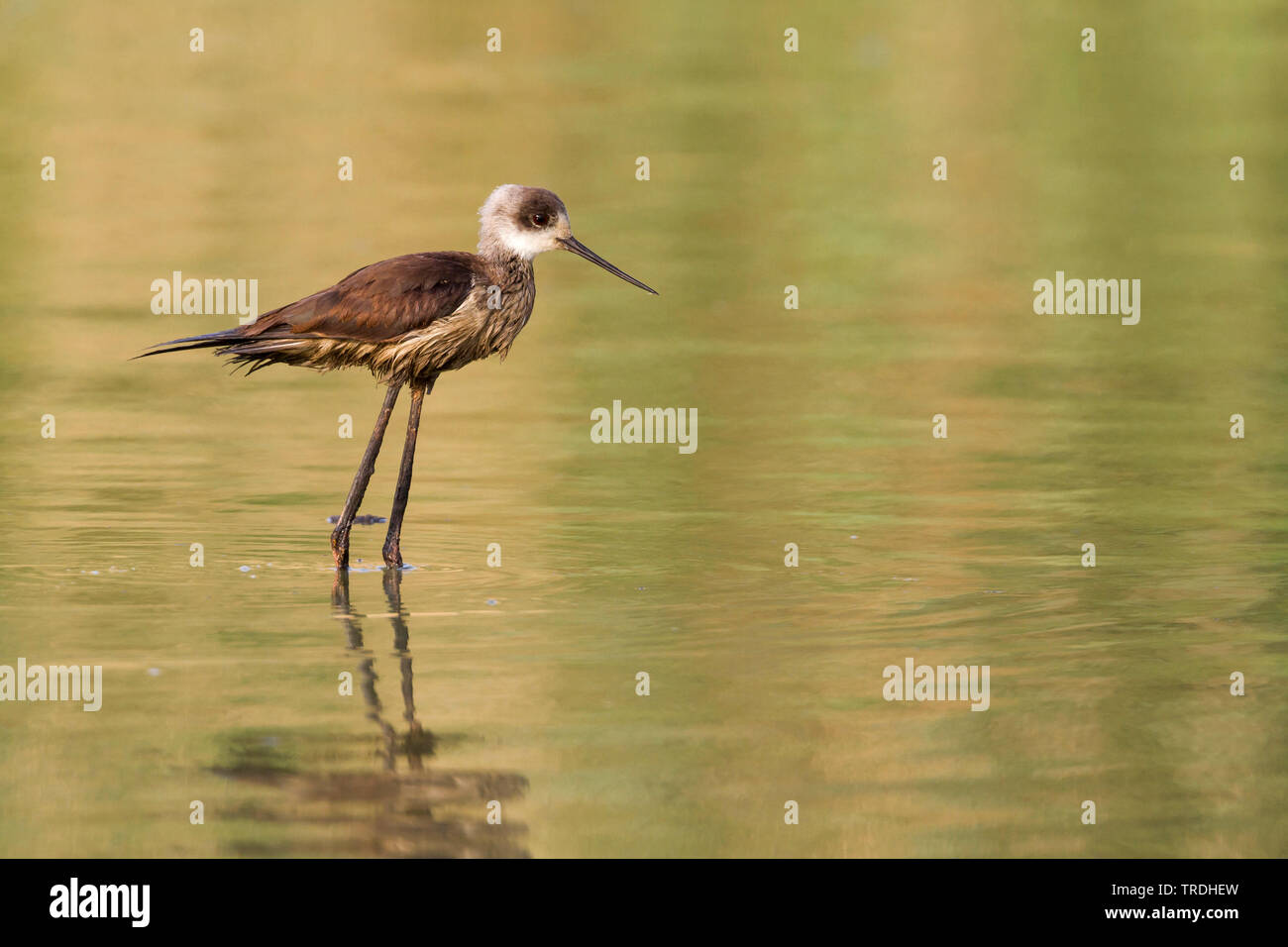 Schwarz - geflügelte Stelzenläufer (Himantopus himantopus), geölt Vogel im Wasser, Oman Stockfoto