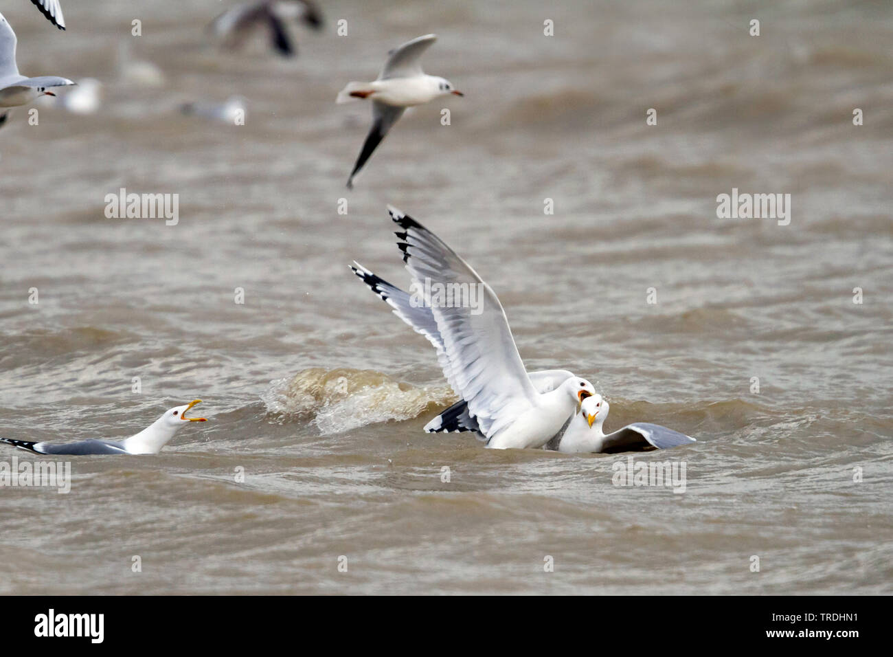 Caspian Gull (Larus cachinnans, Larus cachinnans cachinnans), erwachsene Beißen eines Gelb-legged Gull, Deutschland Stockfoto