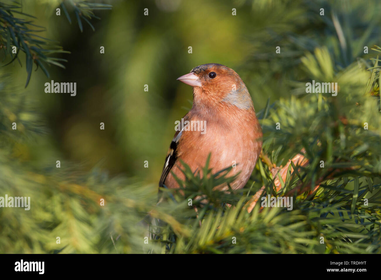Buchfink (Fringilla coelebs), männlich hocken auf einem nadelbaum Zweig, Deutschland Stockfoto