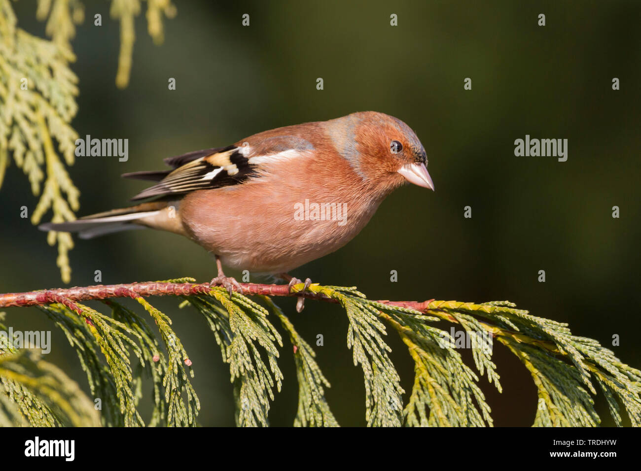 Buchfink (Fringilla coelebs), männlich hocken auf einem nadelbaum Zweig, Deutschland Stockfoto
