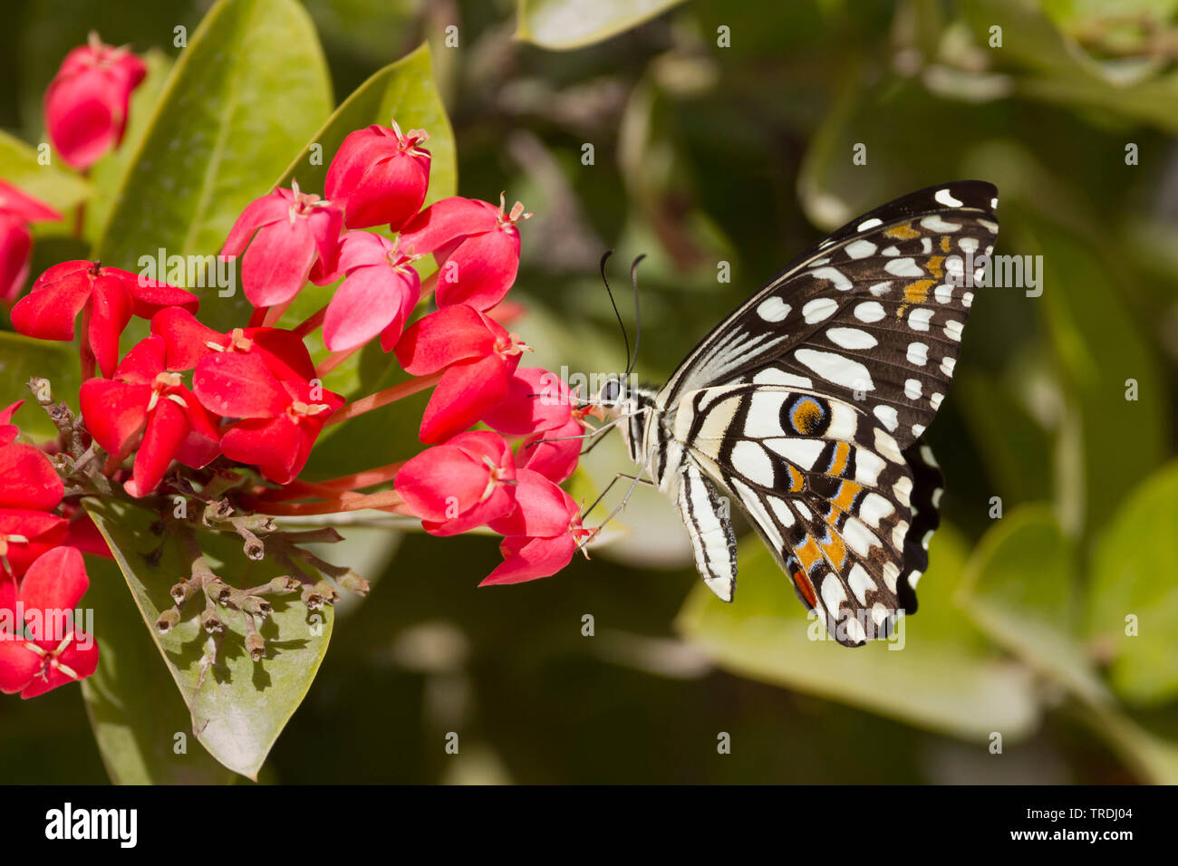 Checkered Schwalbenschwanz (Papilio demoleus), Rot, Blumen, Oman Stockfoto