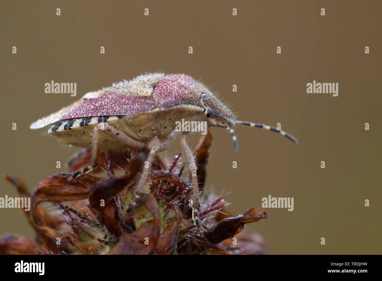 Schlehe bug, sloebug (Dolycoris baccarum), Niederlande Stockfoto