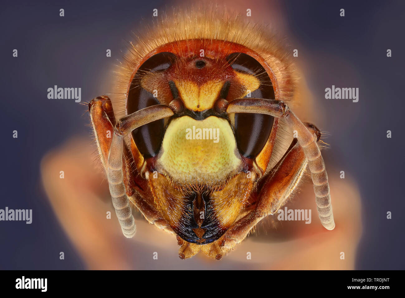 Hornet, brown Hornet, Europäische Hornisse (Vespa crabro), Leiter einer Hornet, Makroaufnahme, x1, Deutschland Stockfoto