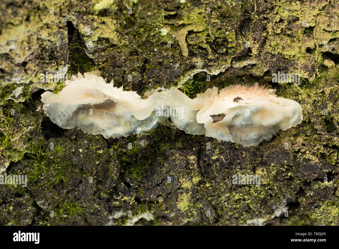 Pilz (Merulius tremellosus), die auf Totholz, Niederlande, Holland Nord Stockfoto