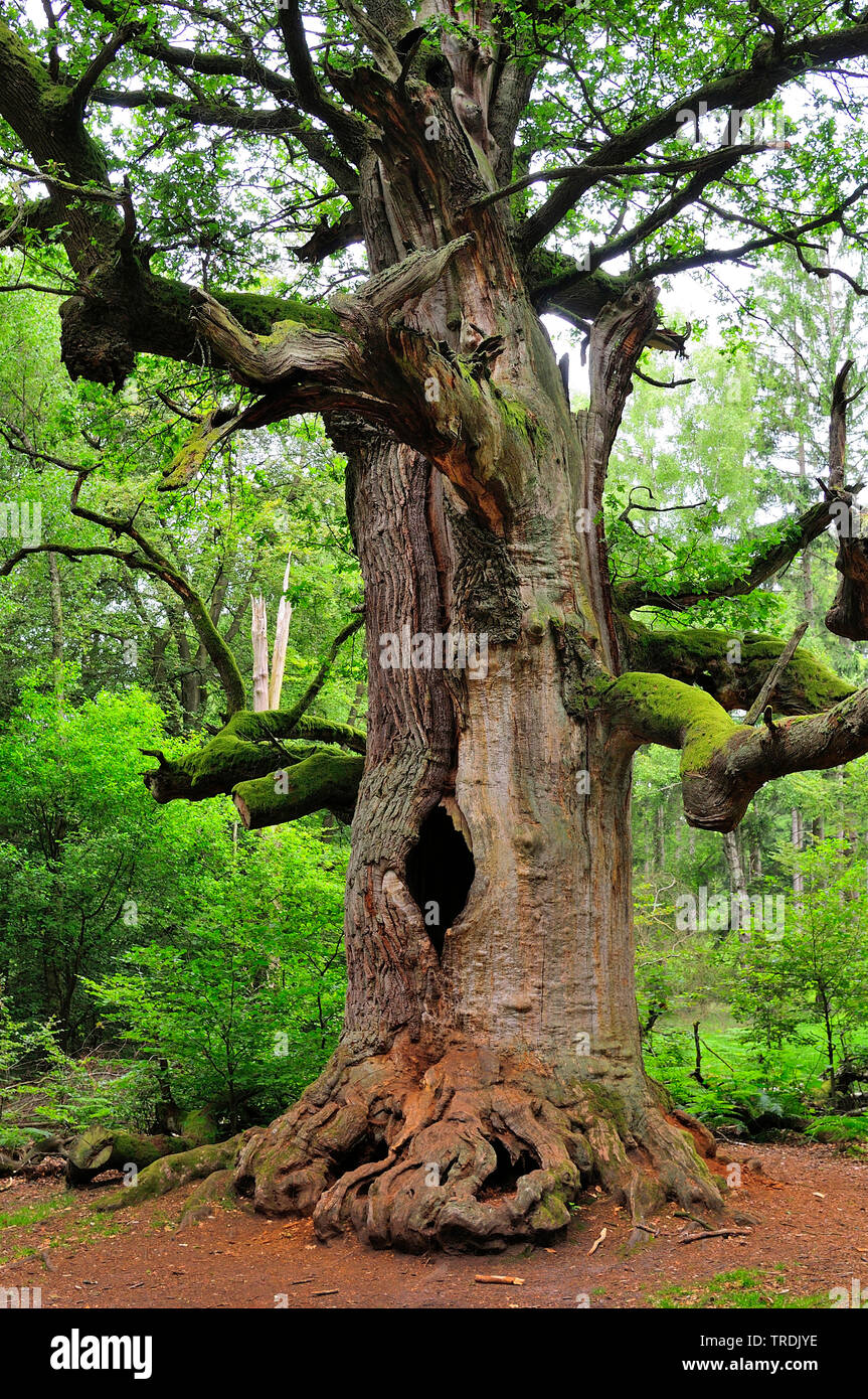 Gemeinsame Eiche, Pedunculate oak, Englischer Eiche (Quercus robur. "Quercus pedunculata"), im Sommer, Deutschland, Nordrhein-Westfalen Stockfoto