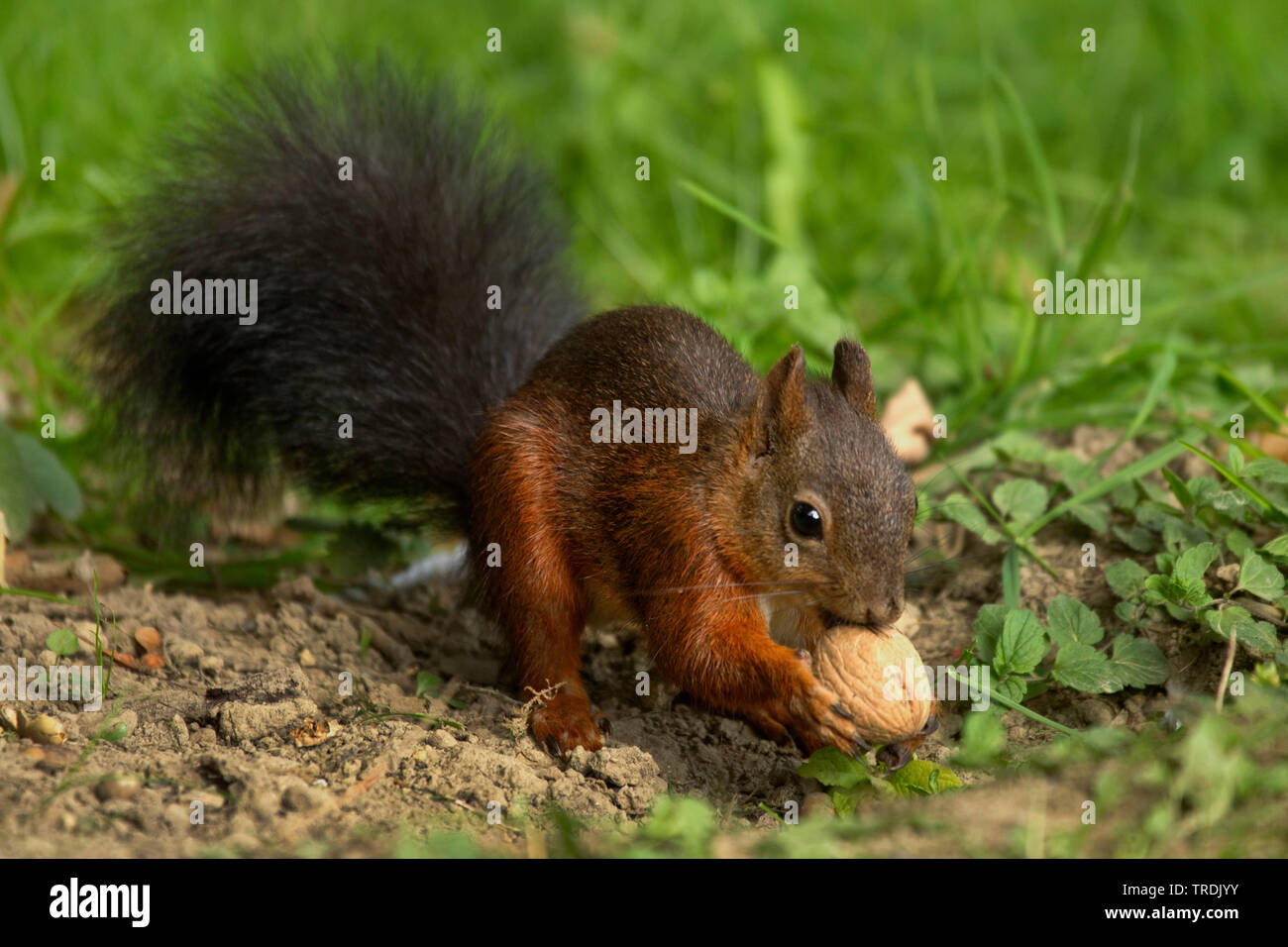 Europäische Eichhörnchen, Eurasischen Eichhörnchen (Sciurus vulgaris), am Boden mit einem Nussbaum, Deutschland, Nordrhein-Westfalen Stockfoto
