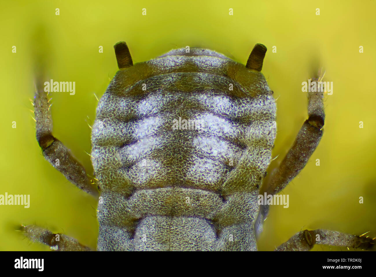 Blattläuse (Aphidoidea), Makroaufnahme einer blattlaus auf einem Blatt, Rückseite, x24, Deutschland Stockfoto