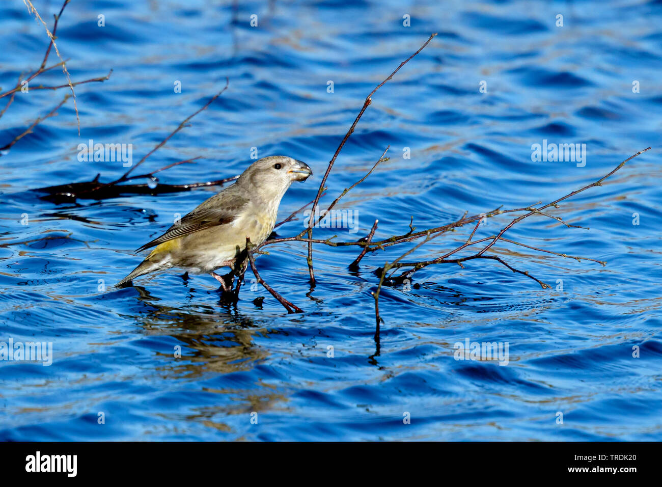 Parrot gegenwechsel (Loxia pytyopsittacus), weibliche Sitzstangen auf einem Zweig in der Wasser- und Trinken, Niederlande Stockfoto