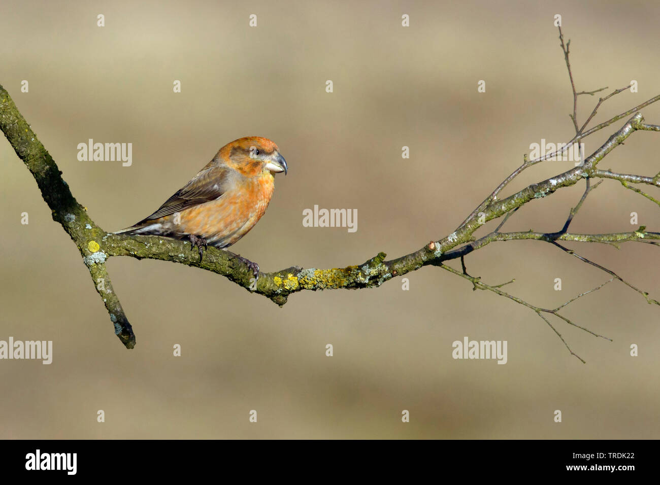 Parrot gegenwechsel (Loxia pytyopsittacus), Weibliche hocken auf einem Zweig, Niederlande Stockfoto