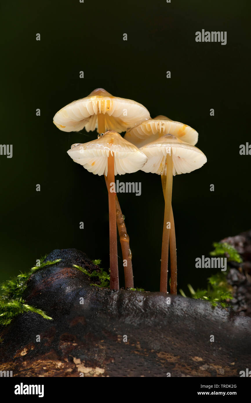 Saffrondrop Motorhaube (Mycena crocata), die auf Totholz, Niederlande Stockfoto