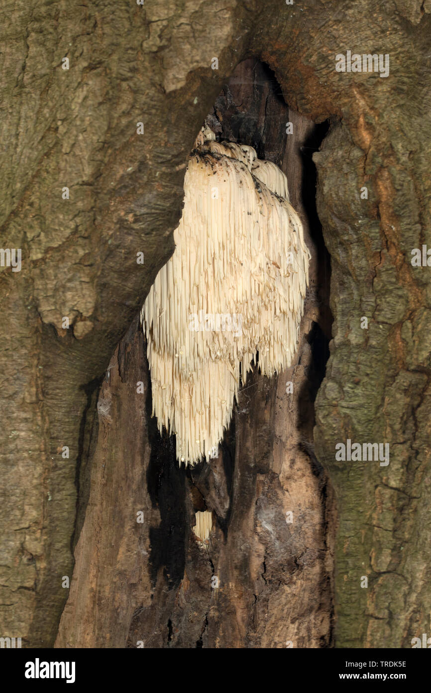 Bärtige Zahn (Hericium erinaceus Hericium erinaceum,), die auf Totholz, Niederlande, Holland Nord Stockfoto