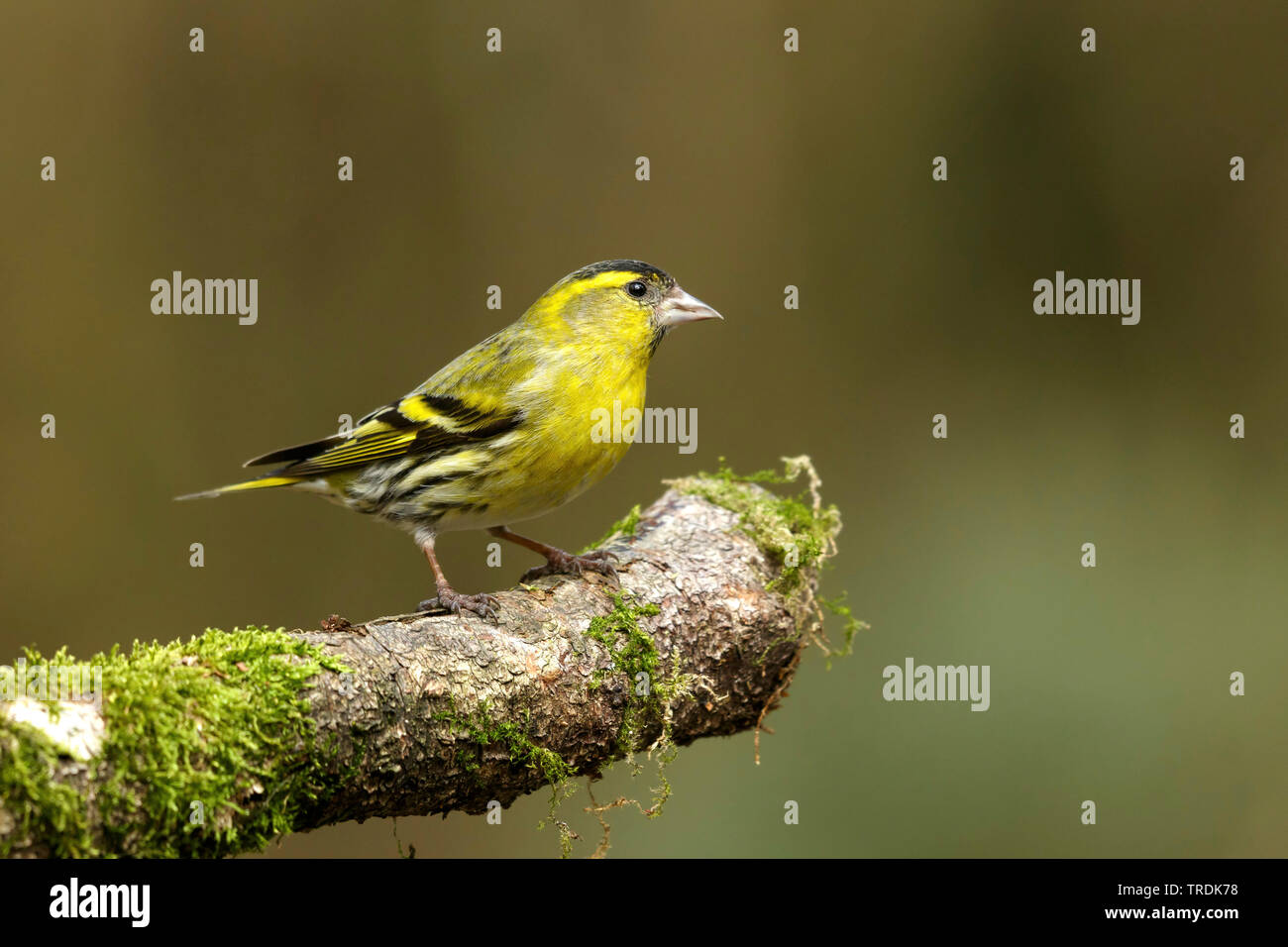 Spruce siskin (Carduelis spinus), männlich hocken auf einem Bemoosten Ast, Niederlande Stockfoto