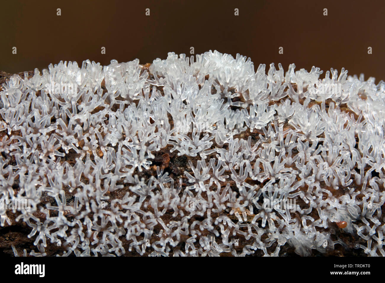 Coral Schleimpilze Ceratiomyxa fruticulosa (), die auf Totholz, Niederlande, Holland Nord Stockfoto