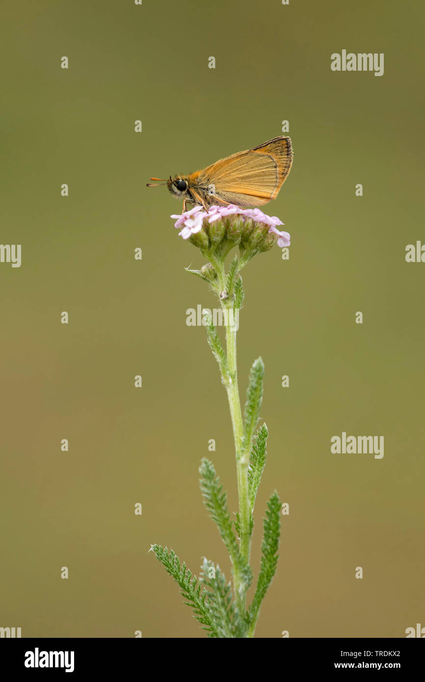 Kleine skipper (Thymelicus sylvestris, Thymelicus flavus), Schafgarbe, Niederlande Stockfoto