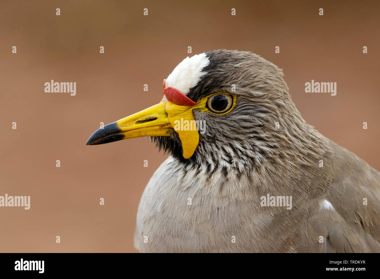 Senegal Gelbstirn-blatthühnchen plover (Vanellus senegallus), Porträt, Südafrika, Mpumalanga, Kruger National Park Stockfoto