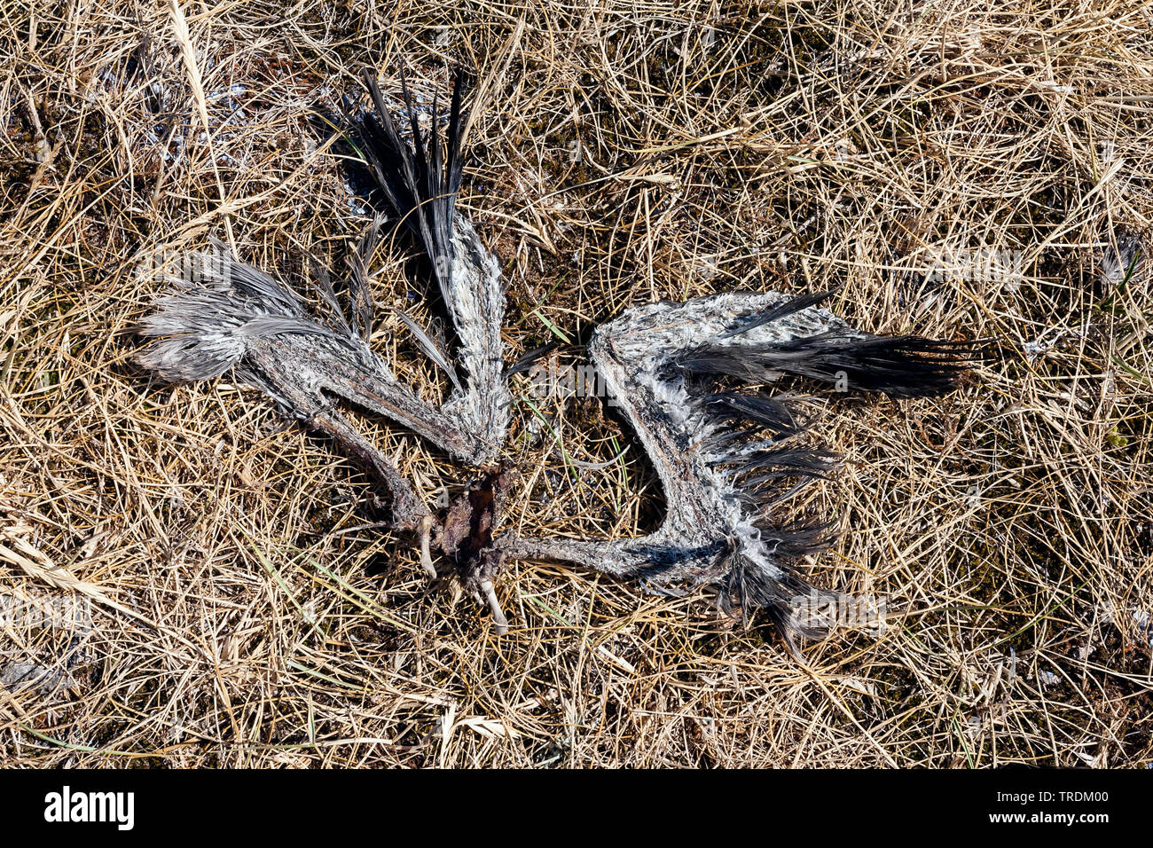 Bleibt der Möwe liegend im Gras auf Texel, Niederlande, Texel Stockfoto