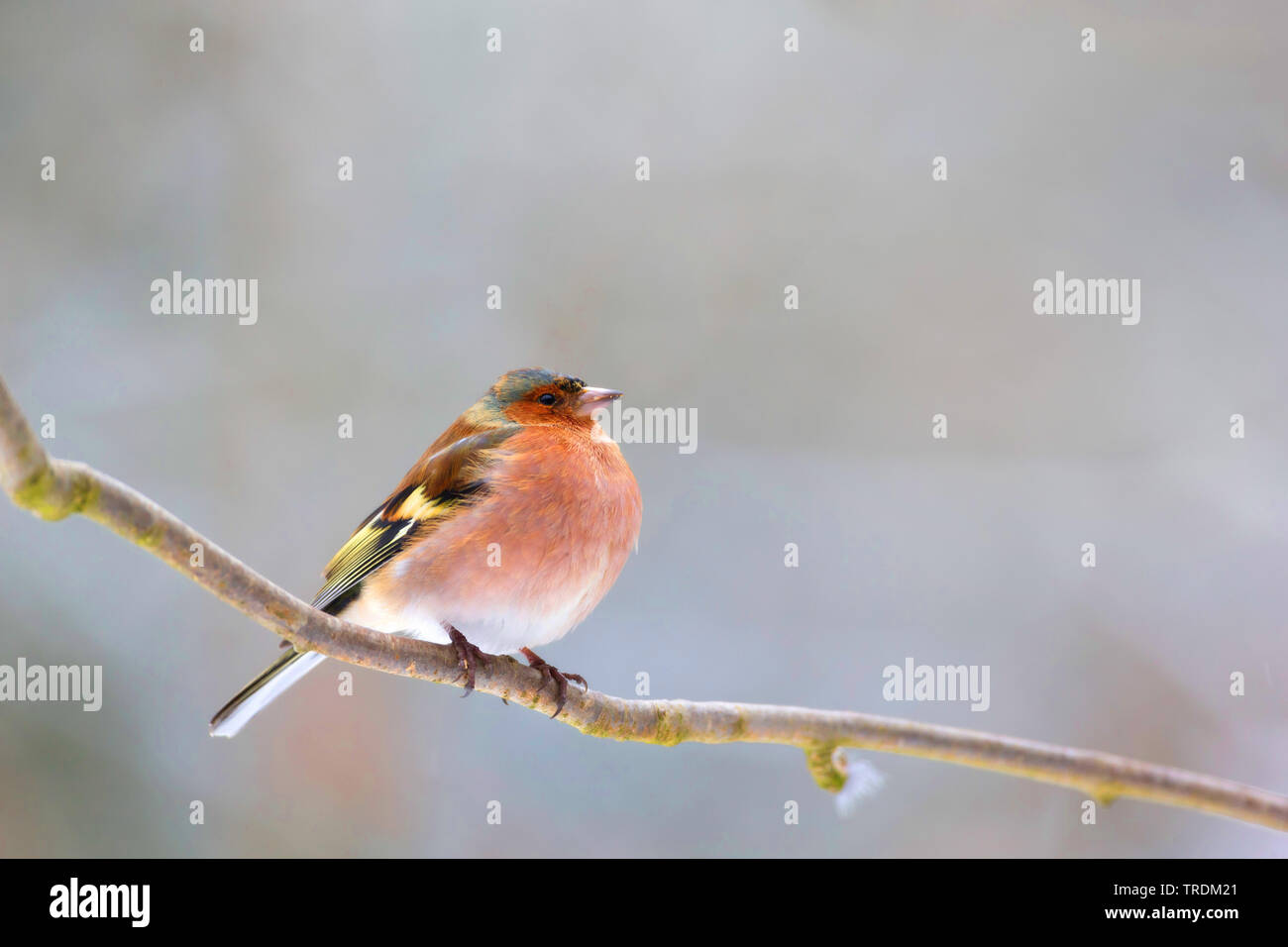Buchfink (Fringilla coelebs), männlich hocken auf einem Zweig, Seitenansicht, Deutschland, Bayern Stockfoto