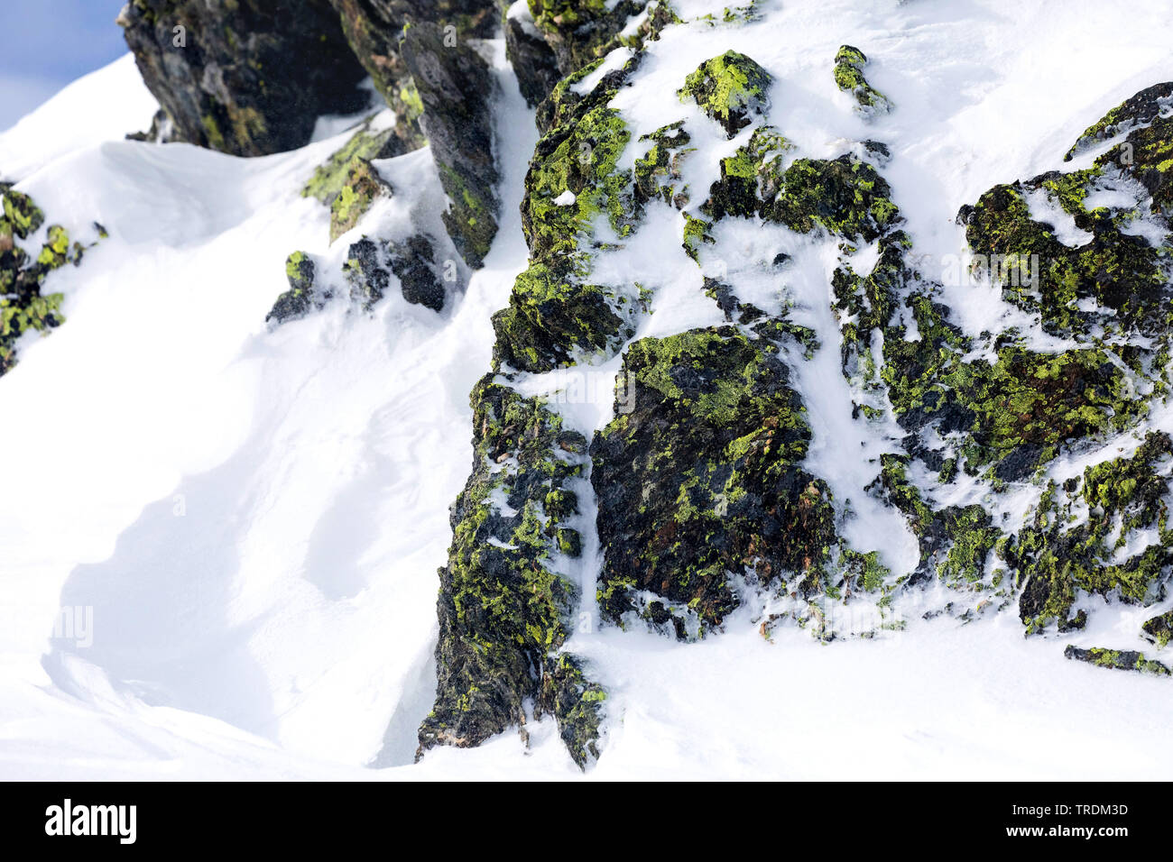 Flechten bewachsene Felsen im Schnee, alpin Region Hochfuegen, Zillertal, Österreich, Tirol, Hochfuegen Stockfoto