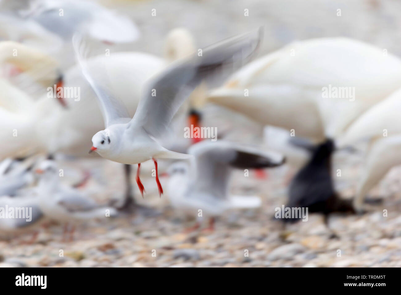 Vögel an der Futterstelle, Deutschland, Bayern Stockfoto