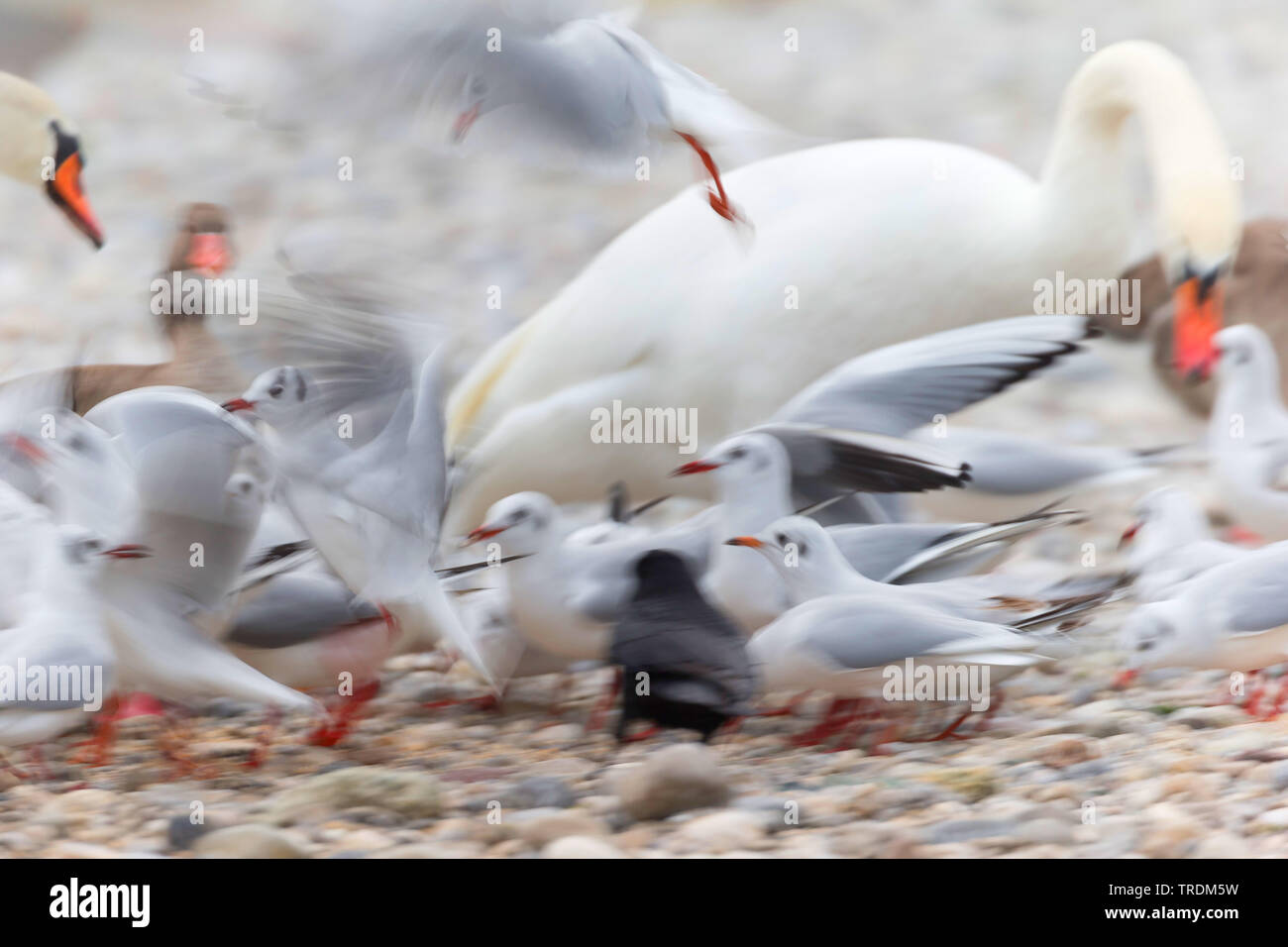 Vögel an der Futterstelle, Deutschland, Bayern Stockfoto