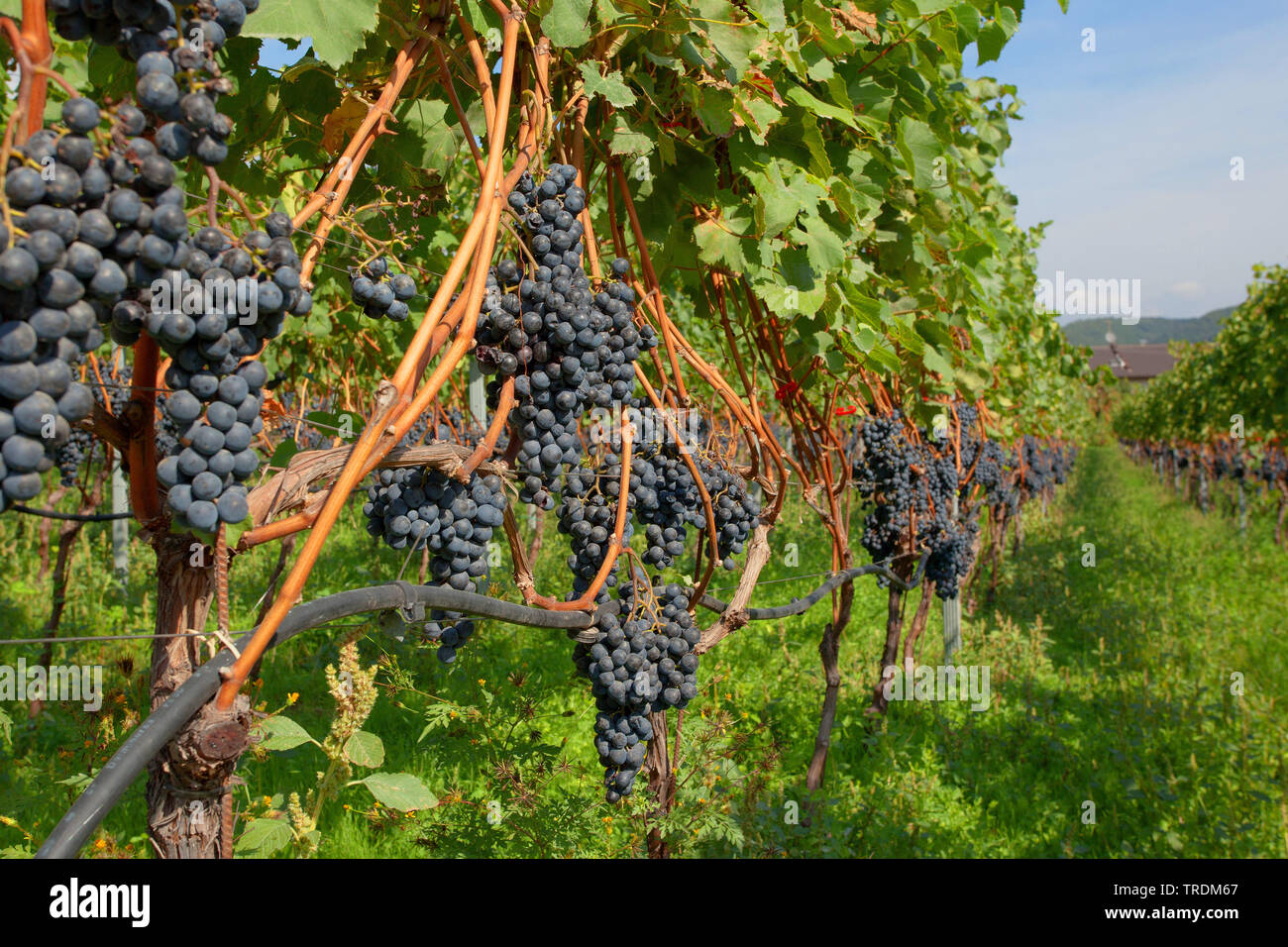 Rebsorten - Zeilen, Italien, Südtirol, Trentino, Kaltern Stockfoto