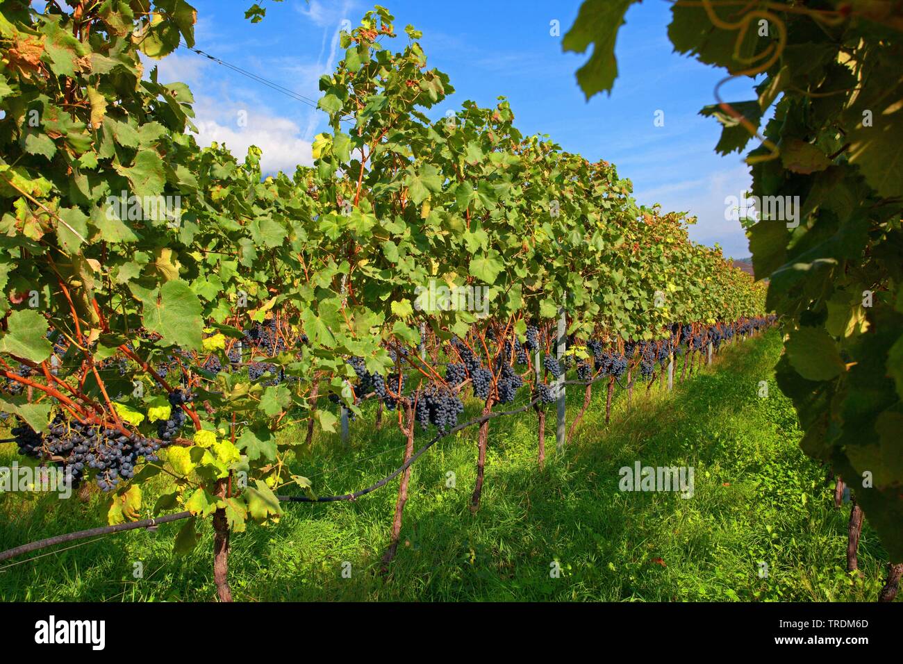 Rebsorten - Zeilen, Italien, Südtirol, Trentino, Kaltern Stockfoto