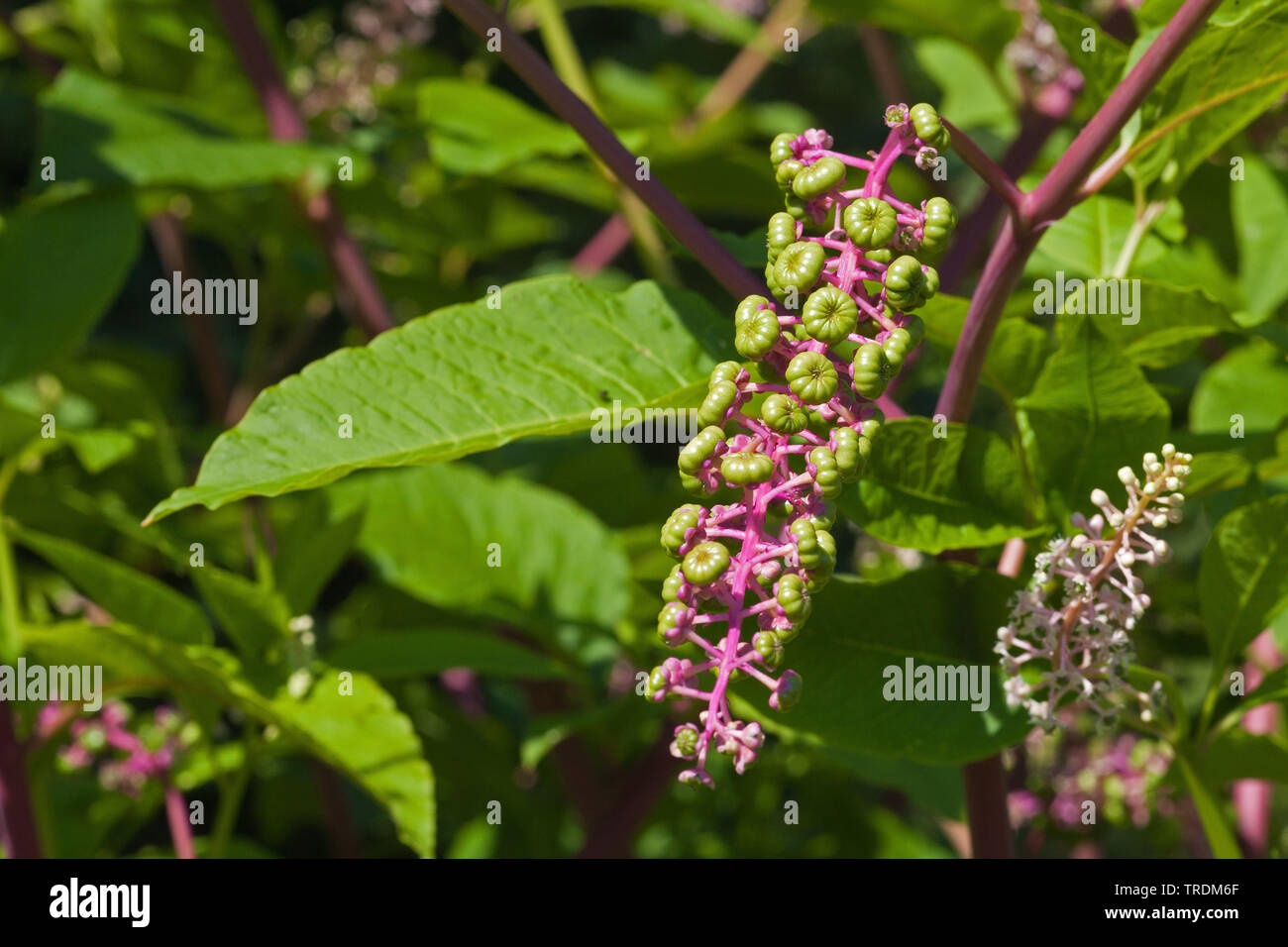 Gemeinsame pokeweed, Virginian Poke, American pokeweed, Amerikanische nightshade, Inkberry, Taube Berry, Pokeroot, Pokeweed, Pokeberry (Phytolacca americana, Phytolacca decandra), Jungen infructescences, Deutschland Stockfoto