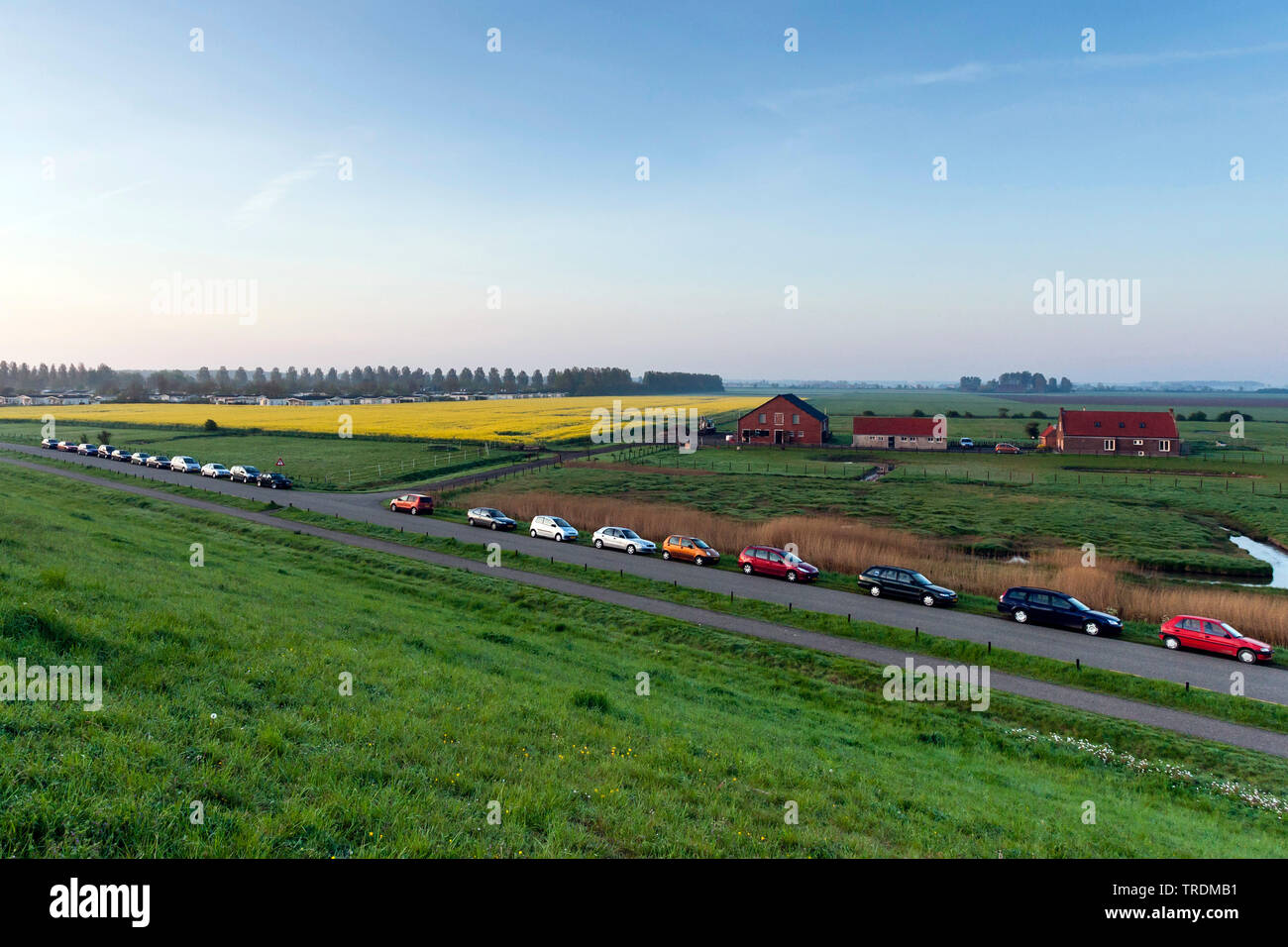 Geparkte Autos in der Nähe von blühenden Glühlampe Feld bei Breskens, Niederlande, Zeeland, Breskens Stockfoto