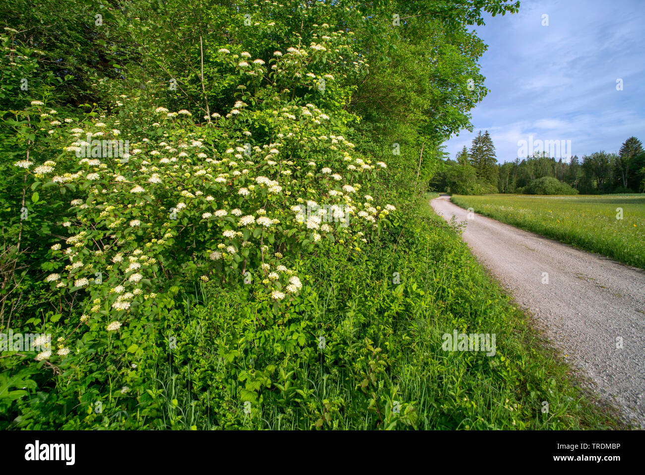 Hartriegel, Dogberry (Cornus sanguinea), blühen am Straßenrand, Deutschland, Bayern Stockfoto
