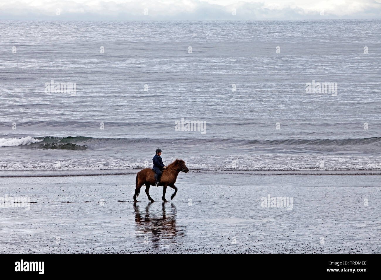 Reiter und Pferd am Strand, Island, Snaefellsnes, Vesturland, Gamlavik Stockfoto