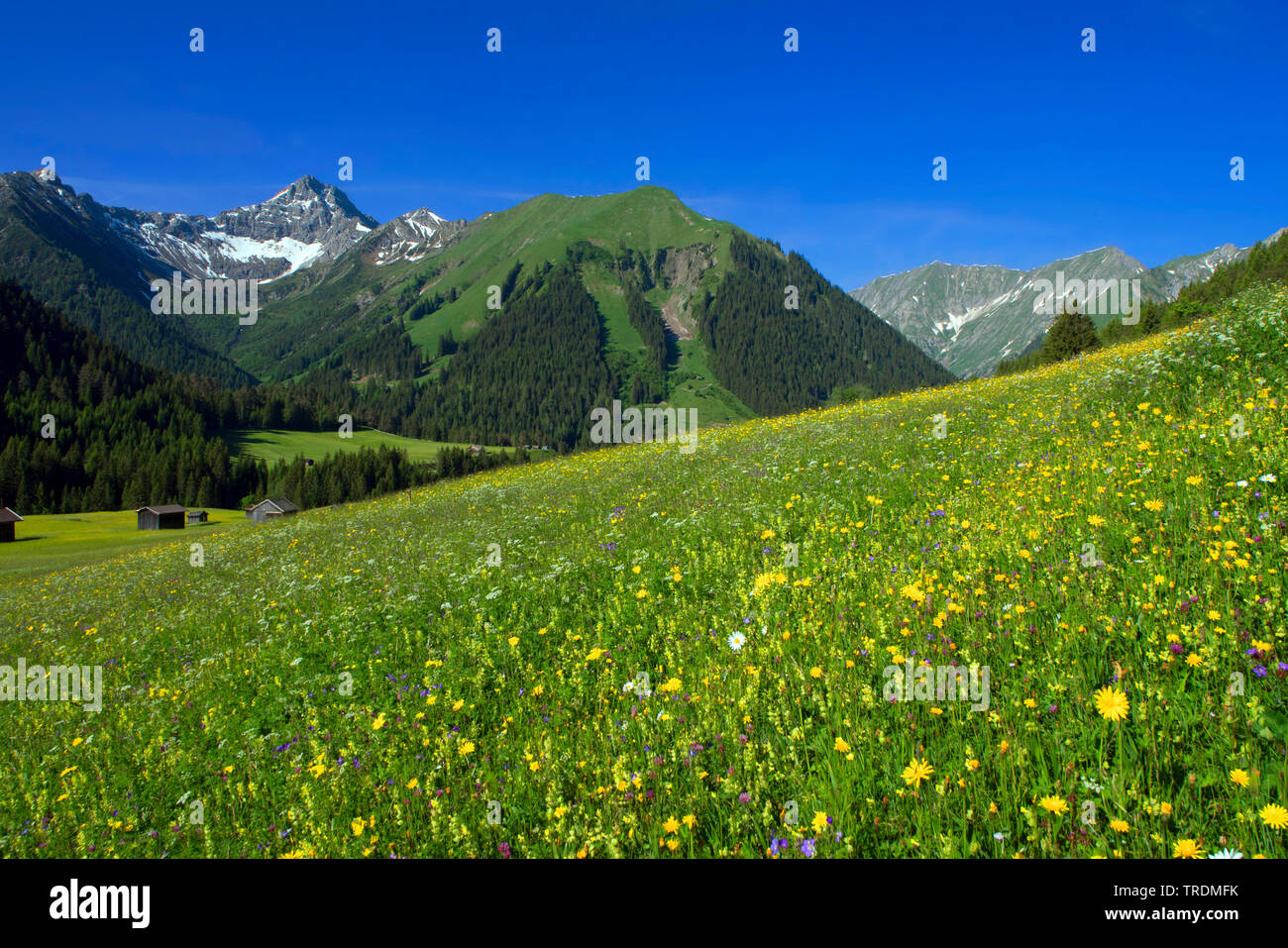 Frühling Wiese in den Alpen, Österreich, Tirol, Lechtaler Alpen Stockfoto