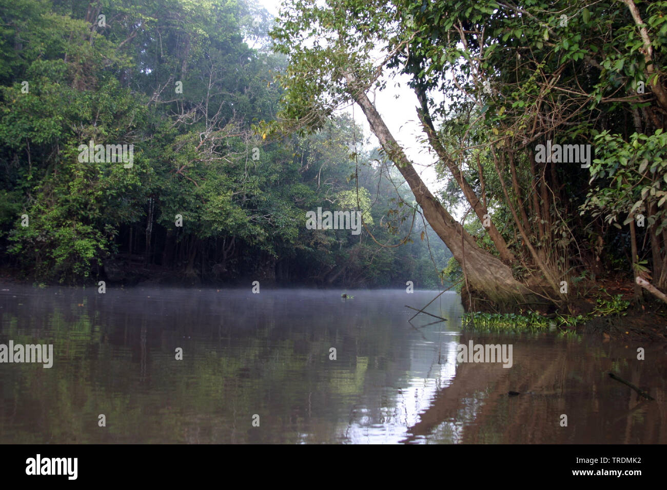 Kinabatang Fluss, Indonesien, Borneo Stockfoto