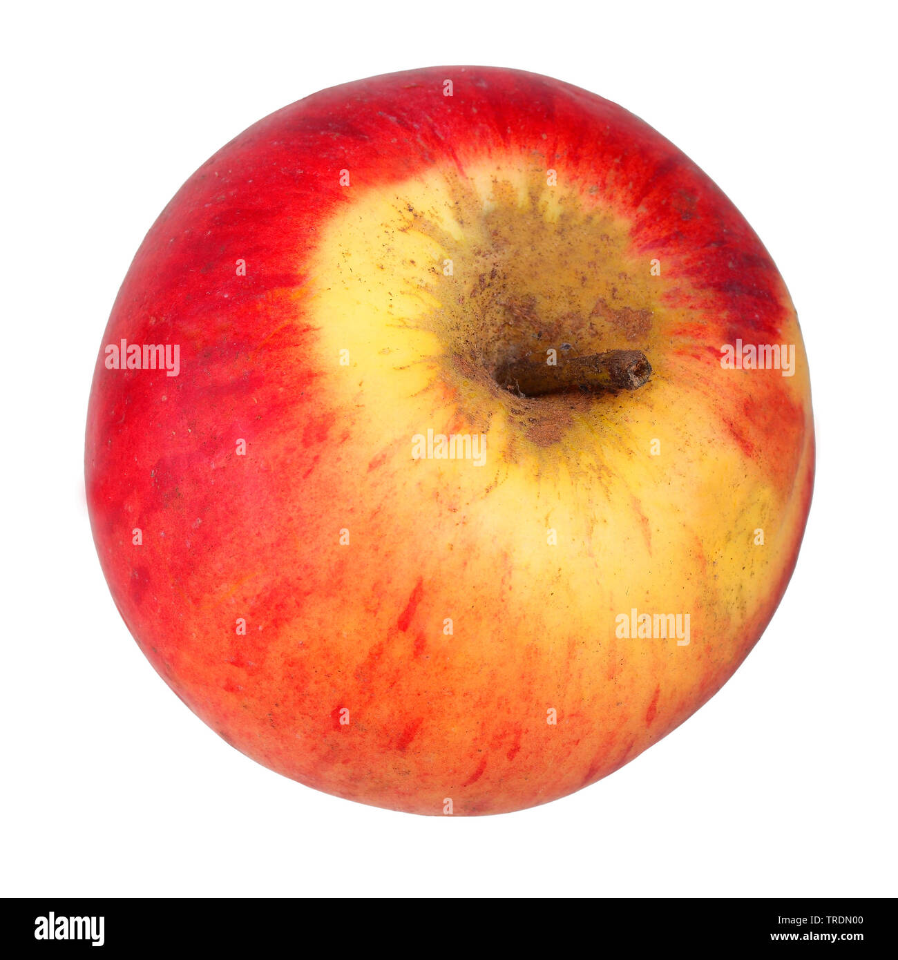 Apfel (Malus Domestica 'Carola', Malus Domestica Carola), Apfel der Sorte  Carola Stockfotografie - Alamy
