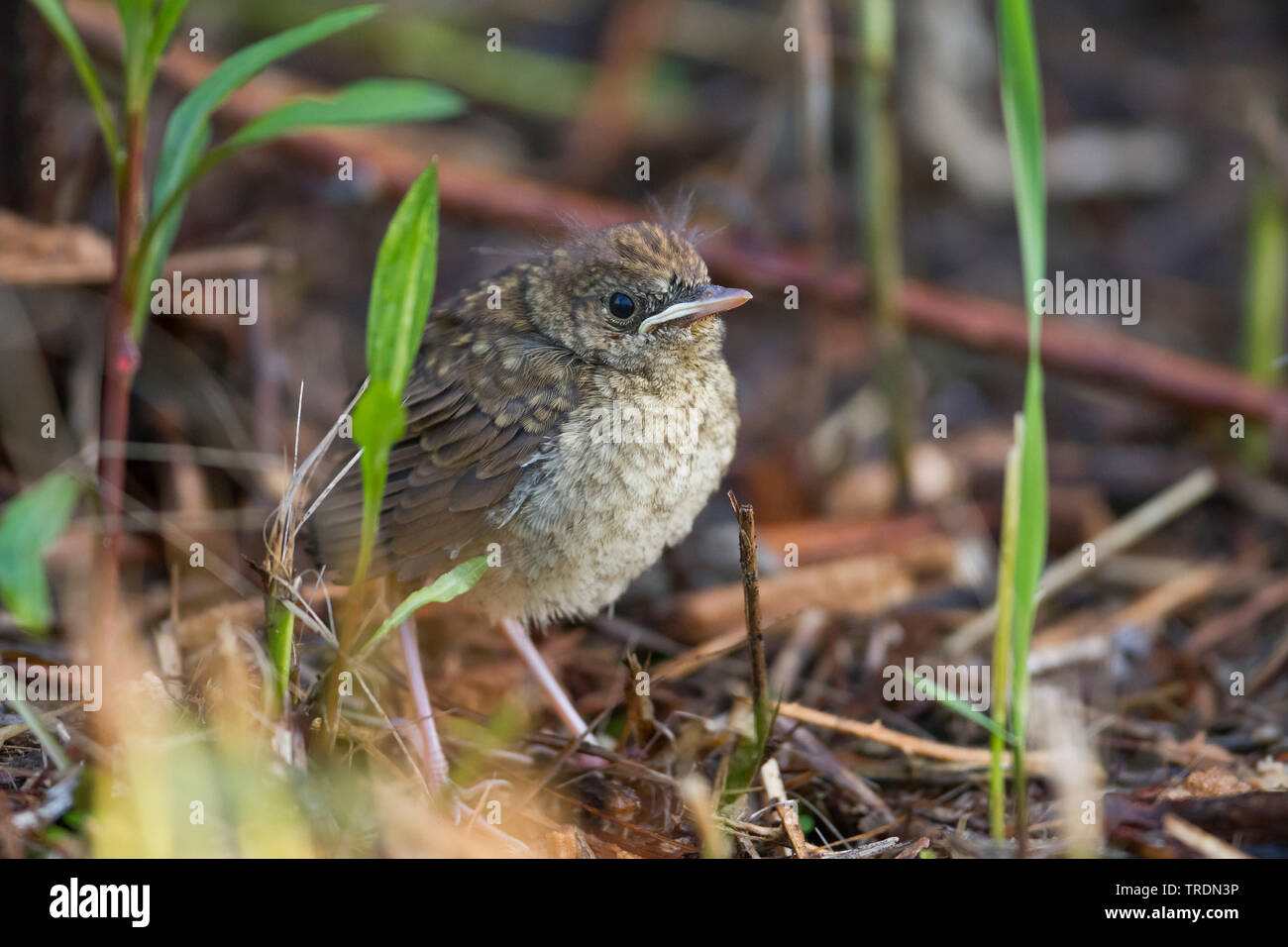 Nachtigall (Luscinia megarhynchos), Junge, Deutschland Stockfoto