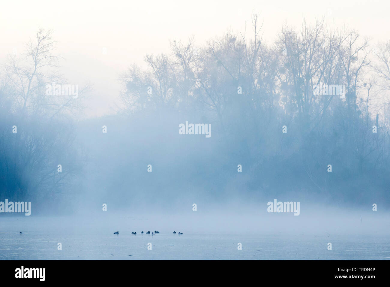 Gemeinsame (pochard Aythya ferina ferina), Anas, Truppe auf einem See im Winter, Deutschland Stockfoto