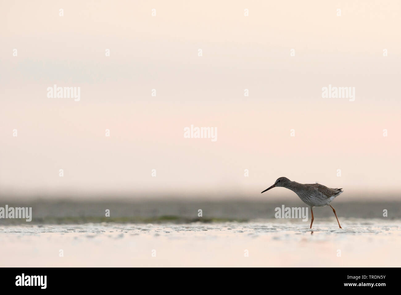 Gemeinsame Rotschenkel (Tringa totanus), jungen Vogel watet durch seichtes Wasser, Seitenansicht, Deutschland Stockfoto