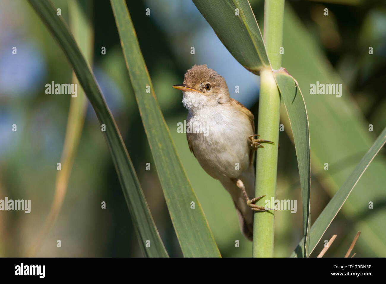 Eurasischen Teichrohrsänger, Kaspischen Teichrohrsänger (Acrocephalus scirpaceus ssp. fuscus, Acrocephalus scirpaceus Fuscus, Acrocephalus Fuscus), Hocken am Schilf, Zypern Stockfoto