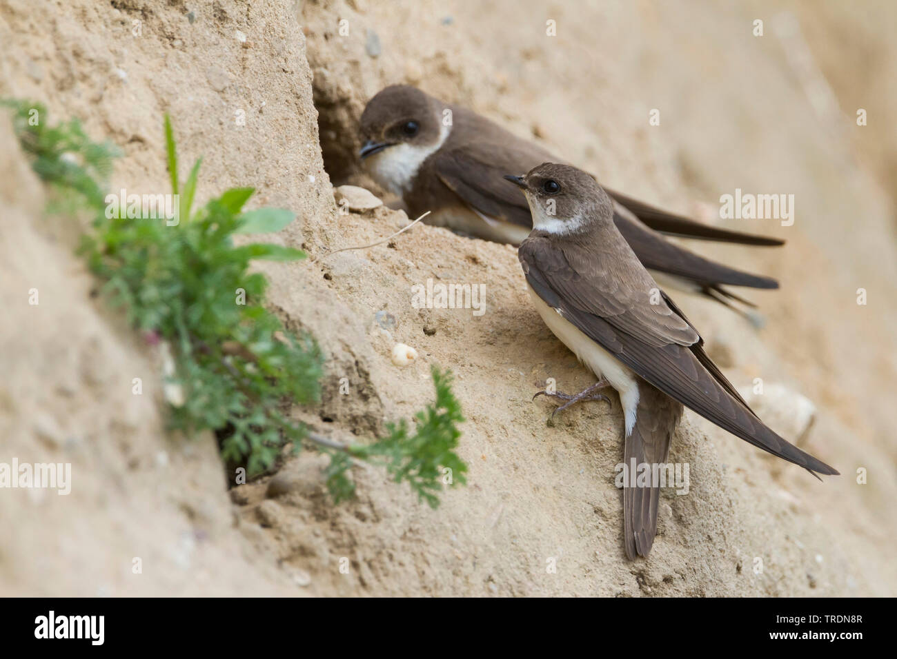 Uferschwalbe (Riparia riparia), Paar am Nest Website, Deutschland Stockfoto