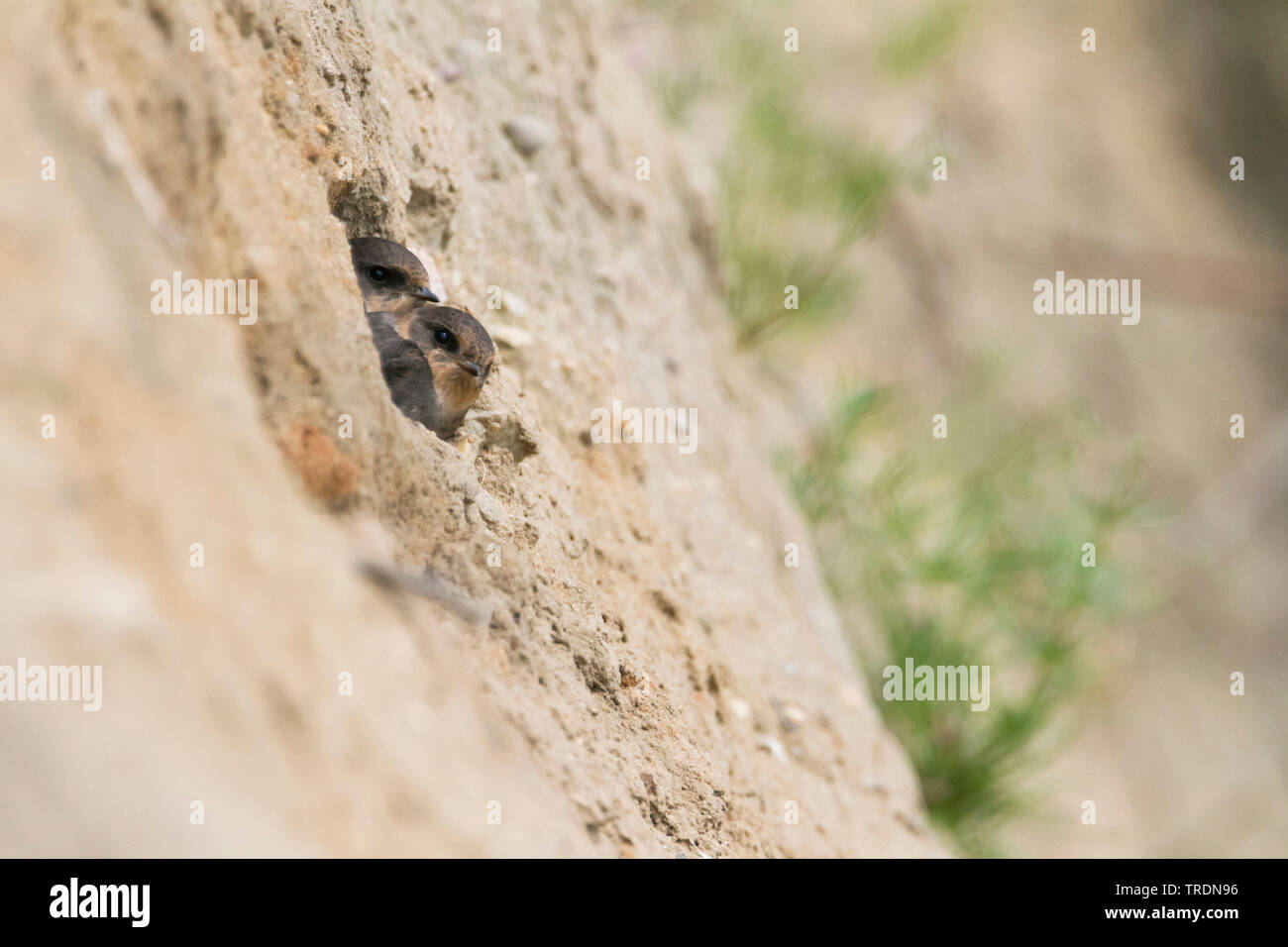 Uferschwalbe (Riparia riparia), Jugendlichen, die in das Nest Website, Deutschland Stockfoto