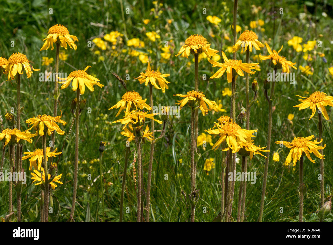 Europäische Arnika (Arnica Montana) blüht, Österreich, Tirol, Lechtaler Alpen Stockfoto