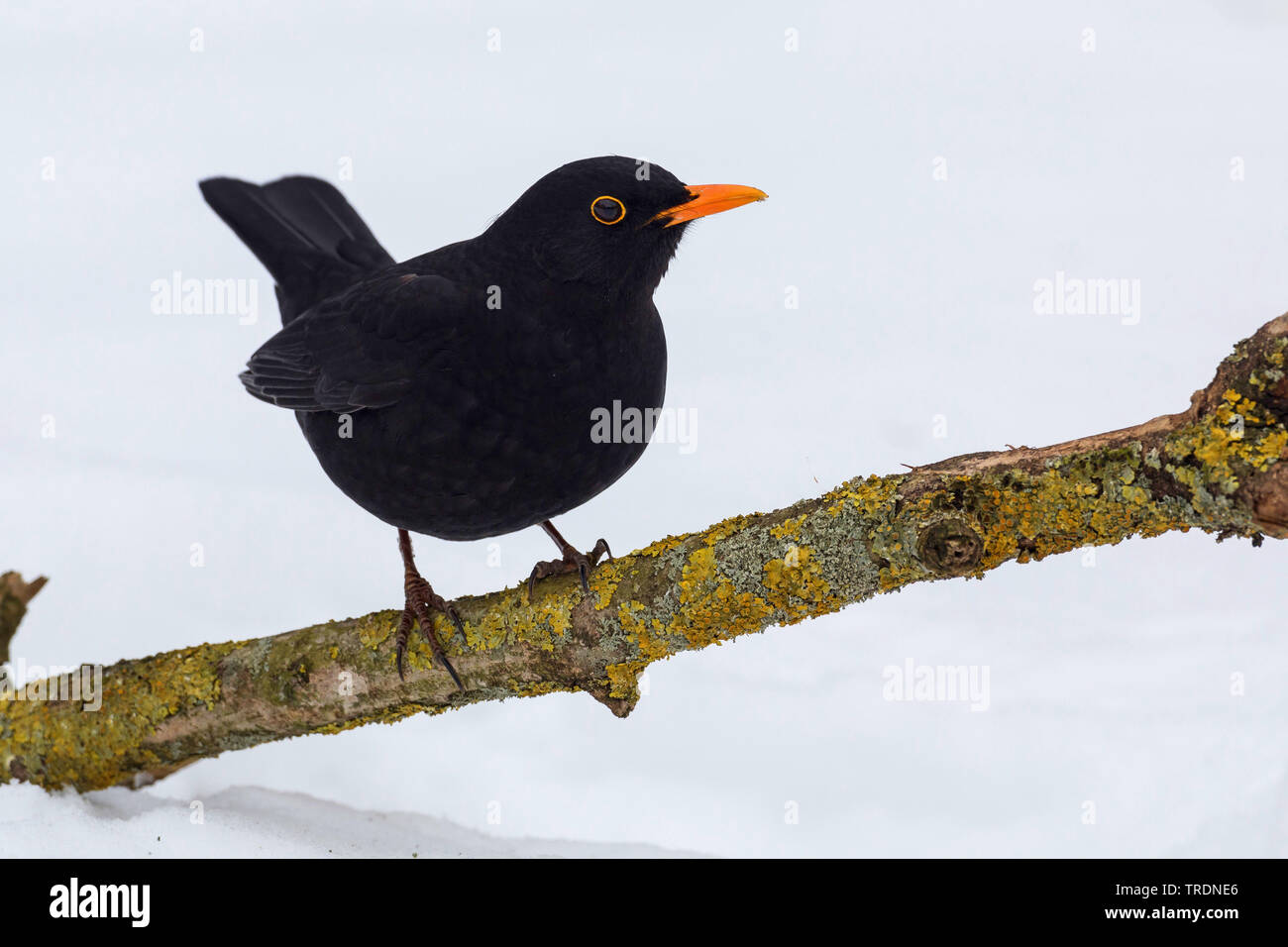 Amsel (Turdus merula), männlich im Winter auf einem Zweig, Deutschland Stockfoto