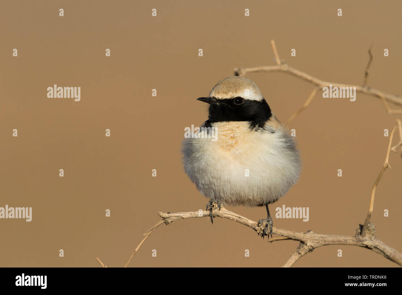 Nord afrikanische Wüste Steinschmätzer (Oenanthe Oenanthe deserti homochroa, homochroa), erwachsenen männlichen hocken auf einem Strauch, Marokko Stockfoto